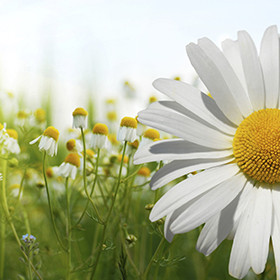 margrieten