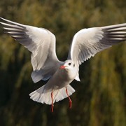 Een kokmeeuw. Foto: Diliff (Wikimedia)